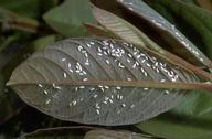 Adult greenhouse whiteflies on undersides of leaves.