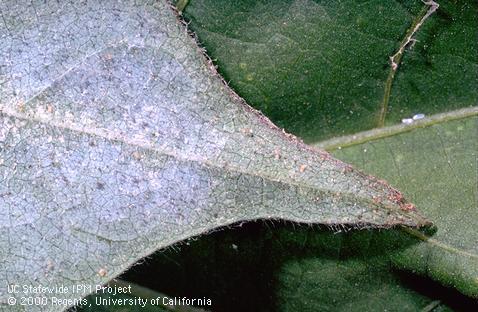 Crop damaged by greenhouse whitefly.