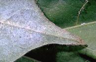 Damaged leaf showing frost, or feces, of whiteflies.