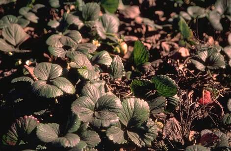 Sooty mold on strawberry plants from a heavy infestation of greenhouse whiteflies, <I>Trialeurodes vaporariorum.</I>.