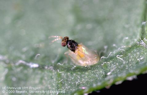 Adult female <i>Encarsia formosa</i> wasp laying an egg in a whitefly nymph.