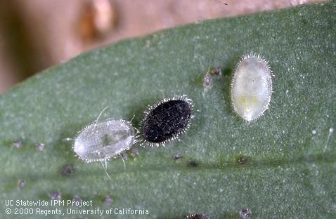 Pupae of greenhouse whitefly, <i>Trialeurodes vaporariorum,</i> not parasitized (top right), parasitized by <i>Encarsia formosa</i> (center), and with emergence slit of an adult whitefly.