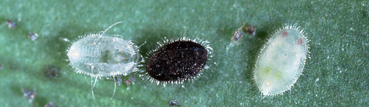 Pupae of greenhouse whitefly, <i>Trialeurodes vaporariorum,</i> not parasitized (top right), parasitized by <i>Encarsia formosa</i> (center), and with emergence slit of an adult whitefly.