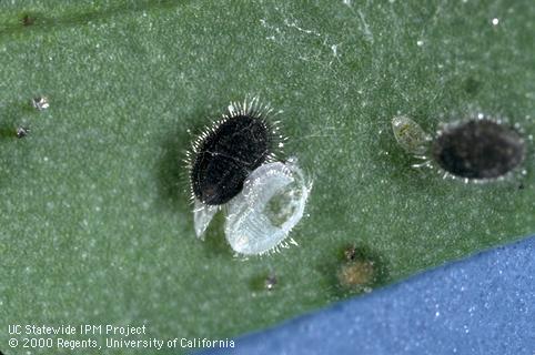 Pupa of greenhouse whitefly.