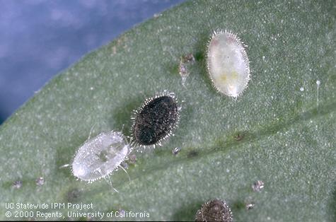 Greenhouse whitefly, <i>Trialeurodes vaporariorum</i>, pupa blackened from parasitization by the wasp <i>Encarsia formosa</i>. An unparasitized pupa (right) and empty pupal case from which an adult whitefly emerged as evidenced by the irregular slit.