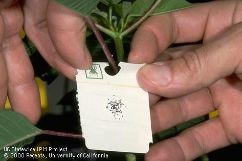 Parasitized pupae of greenhouse whitefly, <i>Trialeurodes vaporariorum</i>, being hung from a poinsettia to release commercial <i>Encarsia formosa</i> for biological control in a greenhouse.