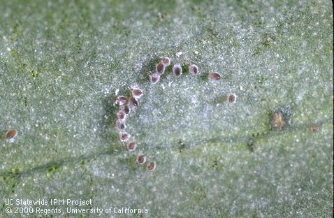 Eggs of greenhouse whitefly.