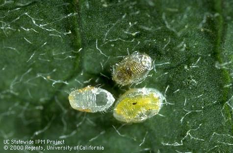 Parasitized pupae of greenhouse whitefly, <i>Trialeurodes vaporariorum.</i> Through the cuticle (covering) is visible a pupa (top), older larva (bottom right), and yellow pellets of frass (feces) and emergence hole of <i>Encarsia pergandiella.</i>.