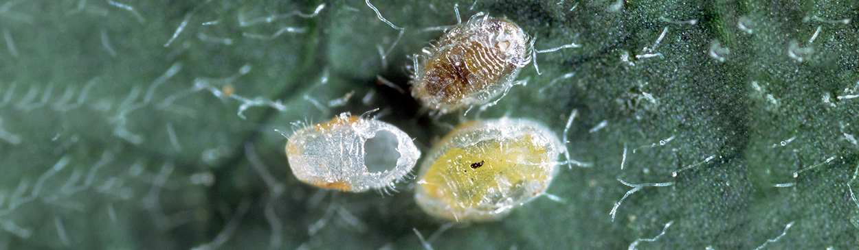 Parasitized pupae of greenhouse whitefly, <i>Trialeurodes vaporariorum.</i> Through the cuticle (covering) is visible a pupa (top), older larva  (bottom right), and yellow pellets of frass (feces) and emergence hole  of <i>Encarsia pergandiella.</i>