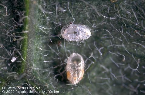 Pupae of Greenhouse whitefly.