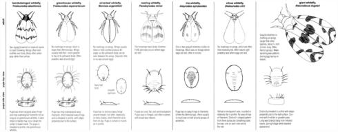 Some whitefly species that infest floriculture and nursery crops. These can be distinguished by pupal shape and filaments, adult wing markings, and the waxiness associated with their colonies. Note that the appearance of silverleaf whitefly (<i>Bemisia argentifolii</i>, or <i>Bemisia tabaci</i> B biotype) cannot be distinguished from sweetpotato whitely (<i>Bemisia tabaci</i> Q biotype).