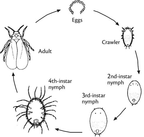 Greenhouse whitefly life cycle.