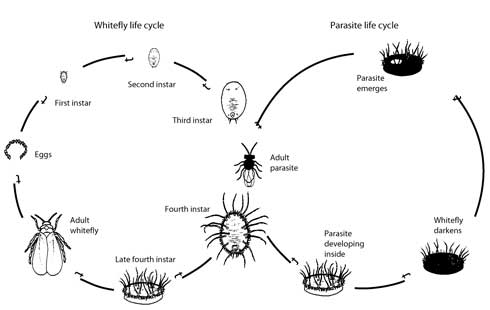 Life cycle of the greenhouse whitefly and its parasitism by the wasp <i>Encarsia formosa</i>. The female parasite prefers to lay eggs in third-instar and early fourth-instar whiteflies, which darken about 7 to 10 days after becoming parasitized.