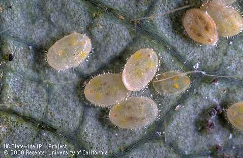 Greenhouse whitefly nymphs.