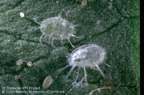 Pupa of greenhouse whitefly.