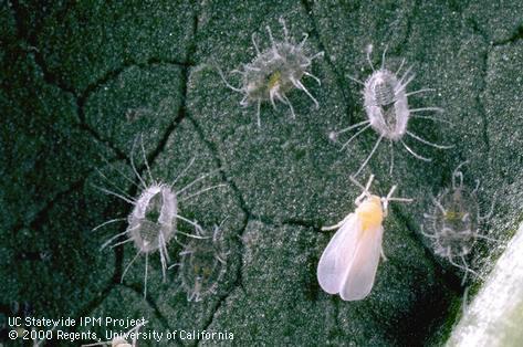 Pupa of greenhouse whitefly.