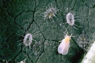 Greenhouse whitefly