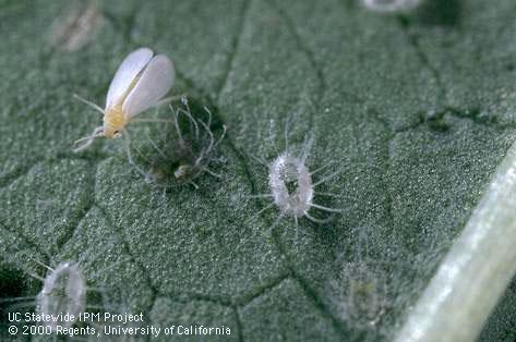 Pupa of greenhouse whitefly.