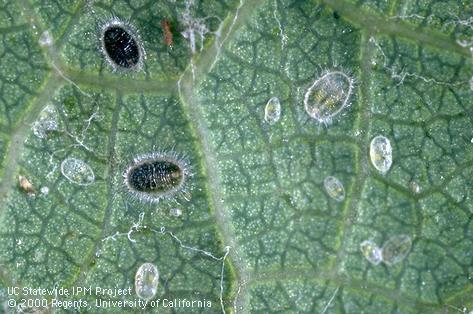 Nymph of grape whitefly.