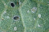 Grape whitefly nymphs and pupae