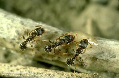 Adult pavement ant.