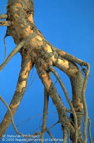 Bark chewed off crown and roots of a young cherry tree by pavement ants.