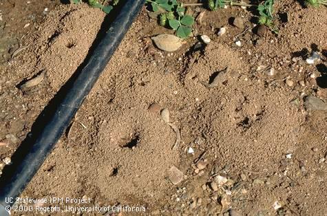 Key characteristic of pavement ant.