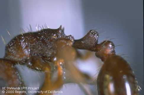 The pavement ant has 2 petiole nodes and spines on the thorax.