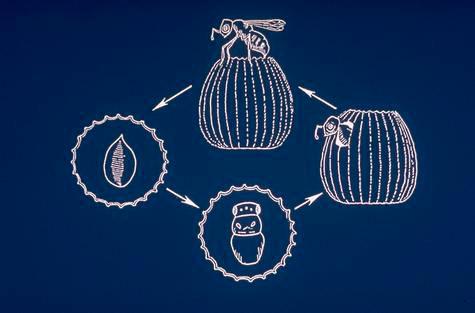 Life cycle of Trichogramma egg parasites.