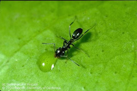 Adult odorous house ant.