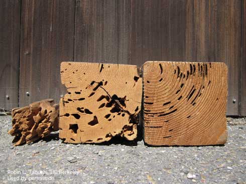 Damage to wood by dampwood, <i>Zootermopsis nevadensis,</i> (left); drywood, <i>Incisitermes minor,</i> (center); and subterranean termites, <i>Reticulitermes hesperus</i> (right).