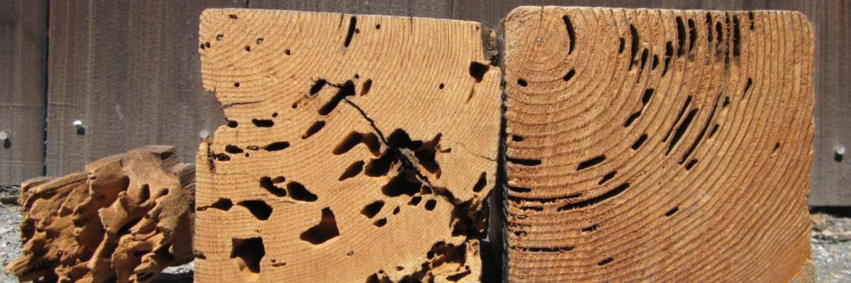 Three pieces of wood with irregular holes bored into them. Credit: Robin L. Tabuchi