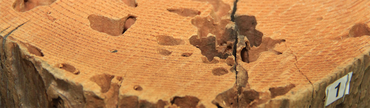 Wood sample showing damage from termites.