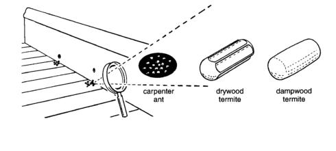 Illustrated comparison of fecal pellets produced by carpenter ants, drywood termites, and dampwood termites. Carpenter ant pellets are sawdust. The fecal pellets produced by drywood termites are elongate with rounded ends and have six flattened or roundly depressed surfaces separated by six longitudinal ridges. Dampwood termite pellets are oblong and rounded. Credit: David Kidd
