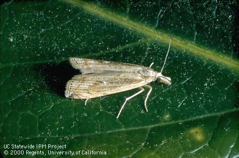 An adult lawn moth.