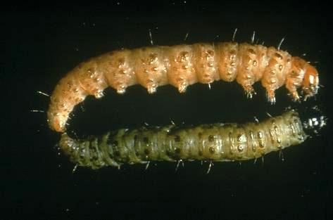 Lawn moth larvae.