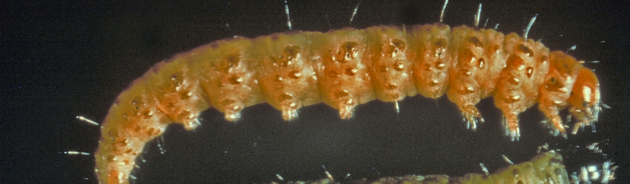 Larva of lawn moth, Tehama bonifatella.