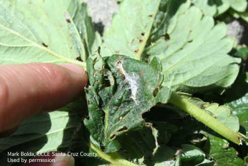 Webbing and leaf damage typical of leafrollers in strawberry.