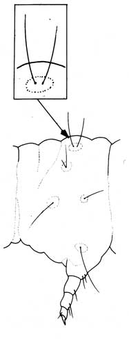 Line art illustration of tubercles (raised mounds from which bristles, or hairs, arise) on the top and sides of Lepidoptera (moth and butterfly) larvae. Tubercle characteristics can help to distinguish the species.