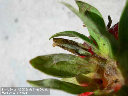 Leafroller hidden in sepal of calyx of strawberry fruit with accompanying webbing.