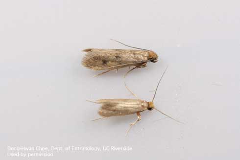 Adult casemaking clothes moths, <i>Tinea pellionella.</i>.