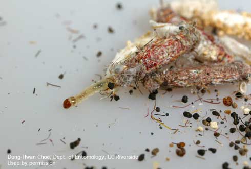 Larva of the casemaking clothes moth, <i>Tinea pellionella,</i> with its silken feeding case attached.