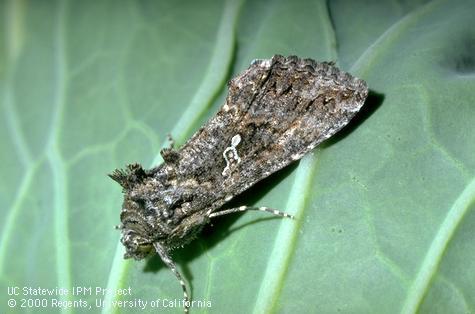 Adult cabbage looper.