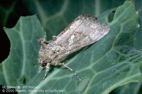 Adult cabbage looper.