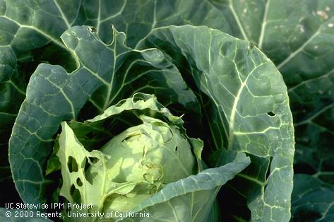 Crop damaged by cabbage looper.