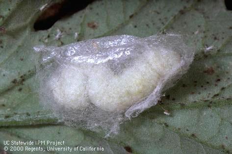 Cocoon of cabbage looper.