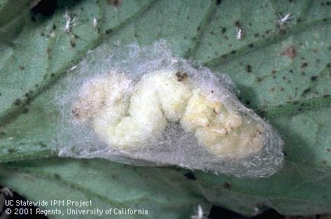 Cabbage looper, <i>Trichoplusia ni</i>, prepupa (inactive last instar) within loose silk parasitized by the wasp <i>Copidosoma truncatellum</i>.