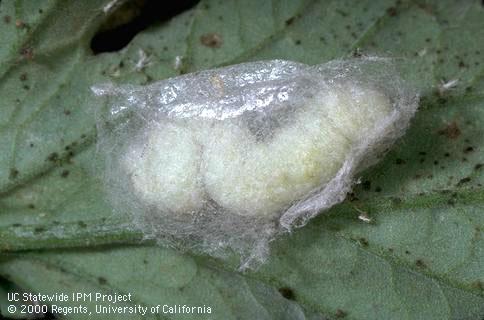 Cocoon of cabbage looper.