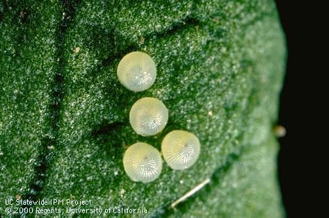 Egg of cabbage looper.