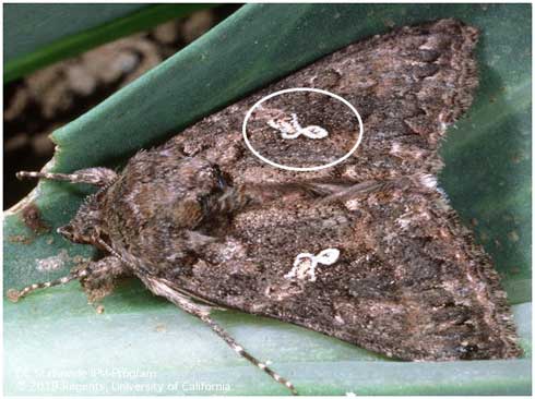 Adult cabbage loopers, <i>Trichoplusia ni,</i> have a distinct, silvery or white figure-eight pattern on their front wing.